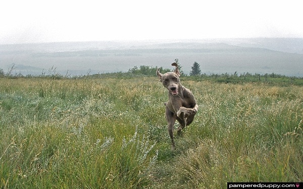 Free dog wallpaper - Bounding Weimaraner