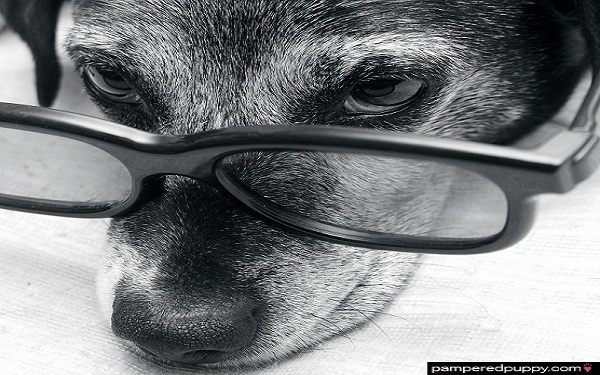 Free dog wallpaper - Scholarly Terrier