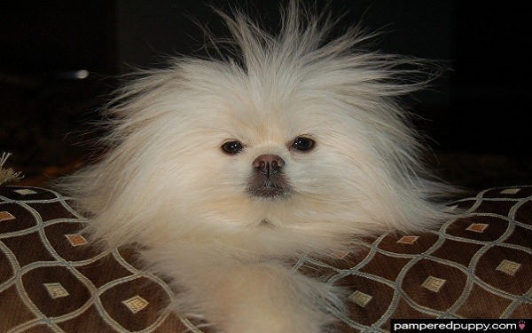 Free dog wallpaper - Static Electricity or Bad Hair Day?