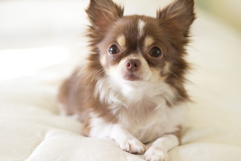 long haired chihuahua pomeranian mix long haired chihuahua pomeranian mix