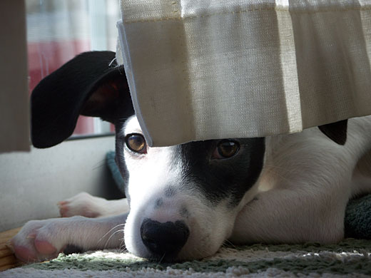 Jack+russell+italian+greyhound+mix