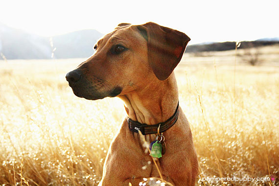 Rhodesian Ridgeback puppy. rhodesian ridgeback puppy. Rhodesian Ridgeback puppy.