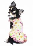 Chihuahua in Dog Dress