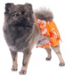 Dog in Swim Suit