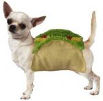 Dog in Taco Costume