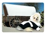 Pilgrim Girl  Costume for Dogs
