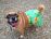 Board Shorts for Dogs