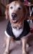 Classic Black Dog Tuxedo