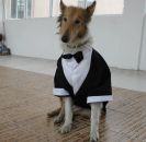 Classic Black Dog Tuxedo
