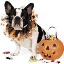 Halloween - Pumpkin  Party Collars for Dogs