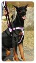 Patented Freedom No-Pull Dog Harness