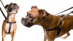 Patented Freedom No-Pull Dog Harness Deluxe Training Package