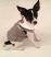 Kelsey Grey  Tuxedo Vest for Dogs