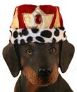King Dog Hat