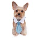 Mason Shirt  Collar Tie for Dogs