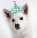 Pretty Party Dog Hat Clip-On