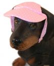 Polka Dot Dog Cap