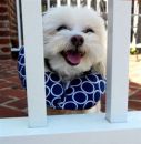 Puppy Bumpers Blue Classic