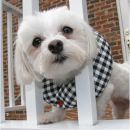 Puppy Bumpers