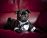 XX-Small Happily Ever After Dog Tuxedo