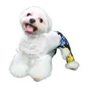 Sebastian Dog Swim Trunks