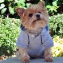 Glacier Gray Sport Dog Sweatshirt