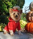 Flame Scarlett Red Sport Dog Sweatshirt