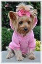 Carnation Pink Sport Dog Sweatshirt
