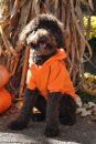 Orange Popsicle Sport Dog Sweatshirt