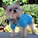 Blue Curacao Sport Dog Sweatshirt