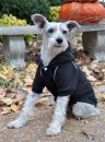 Jet Black Sport Dog Sweatshirt