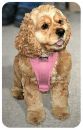 Tru-Fit Smart  Harness w/Seat Belt Tether for Dogs
