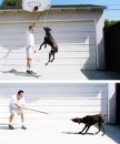 Chase N Pull Dog Toy