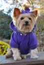 Ultra Violet Sport Dog Sweatshirt