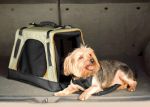 Wander  Carrier for Dogs